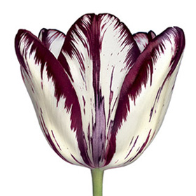 Tulip Images