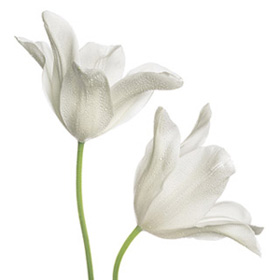 Flowers White