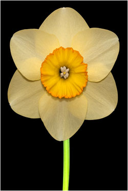 Spring Daffodils