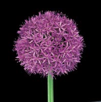 Peter Arnold - Bulbs In Bloom (17)