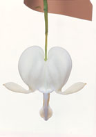 Peter Arnold - Bulbs In Bloom (32)