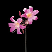 Peter Arnold - Bulbs In Bloom (67)